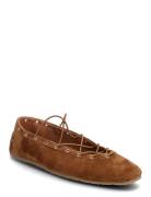 Pointe Brown Steve Madden
