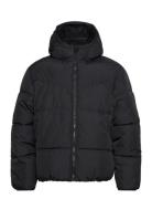 Hco. Guys Outerwear Vuorillinen Takki Topattu Takki Black Hollister